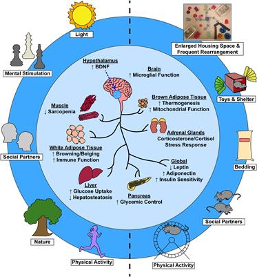 Improvements to Healthspan Through Environmental Enrichment and Lifestyle Interventions: Where Are We Now?